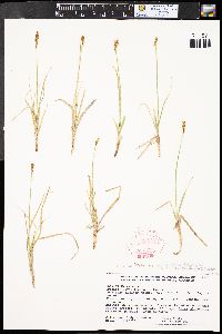 Carex siccata image