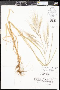 Bromus diandrus image