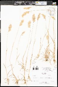 Bromus hordeaceus image