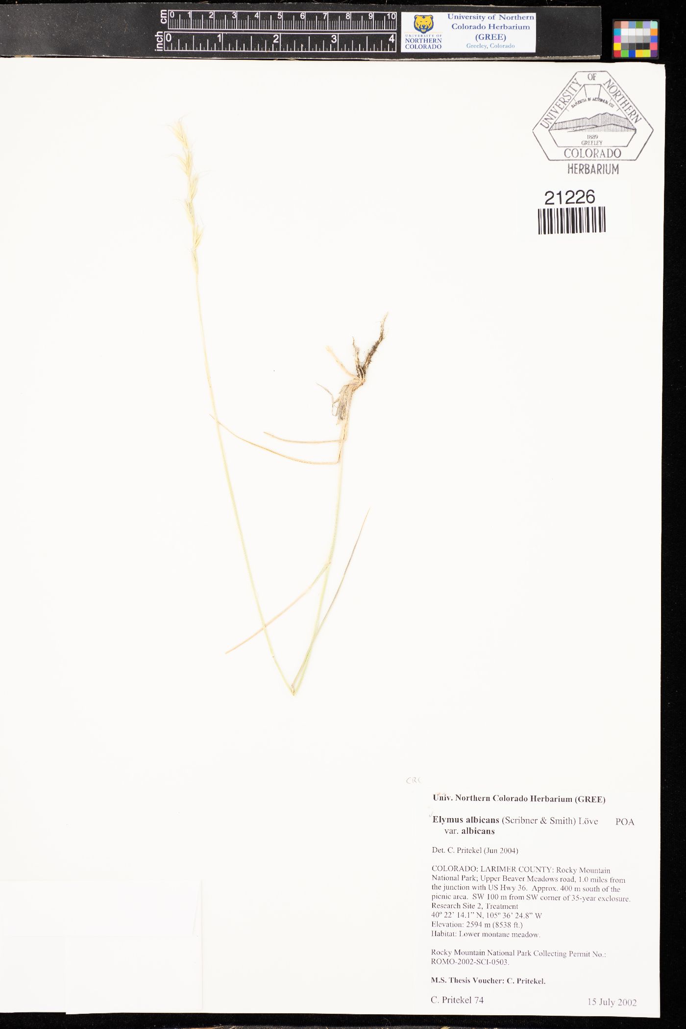 Elymus albicans var. albicans image