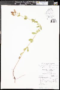 Hypericum scouleri subsp. nortoniae image