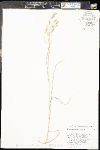 Bromus pubescens image