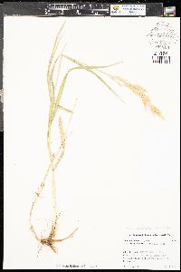 Bromus inermis subsp. pumpellianus image