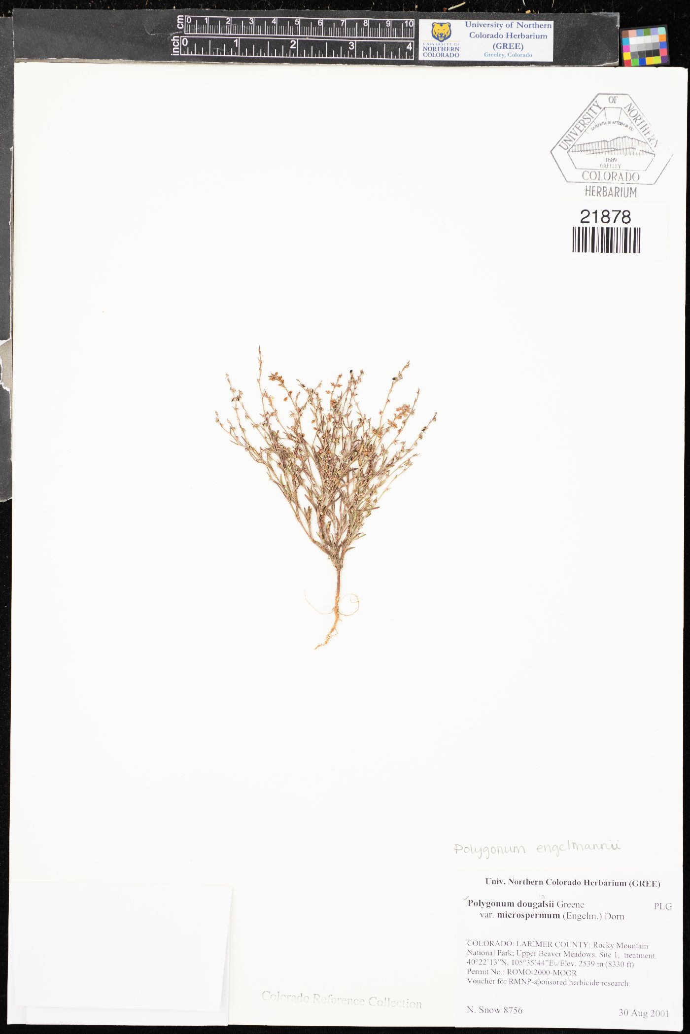 Polygonum douglasii var. microspermum image