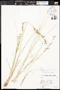 Juncus compressus image