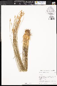 Juncus drummondii image