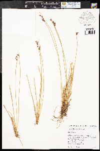 Juncus drummondii image