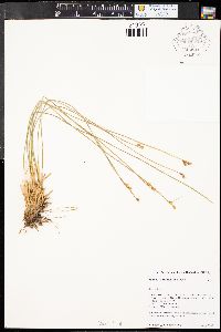 Juncus drummondii image