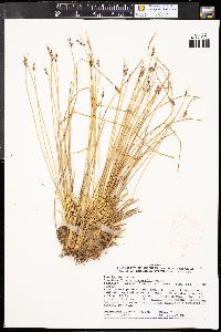 Juncus drummondii image