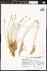 Juncus drummondii image