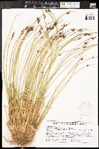 Juncus drummondii image