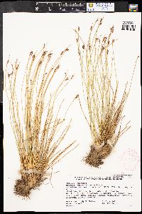 Juncus drummondii image