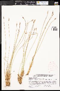 Juncus drummondii image