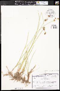 Juncus ensifolius var. montanus image