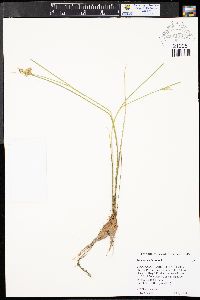 Juncus ensifolius var. montanus image