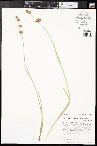 Juncus ensifolius var. montanus image