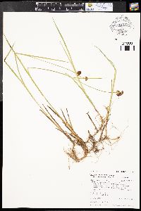 Juncus ensifolius var. montanus image