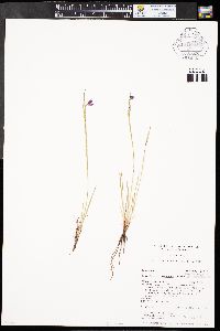 Sisyrinchium montanum image