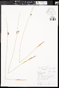 Juncus balticus subsp. ater image