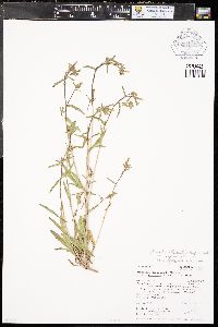 Mentzelia albicaulis image