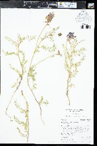 Astragalus hallii var. hallii image
