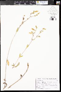 Silene latifolia image