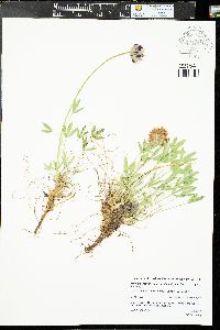Trifolium dasyphyllum subsp. dasyphyllum image