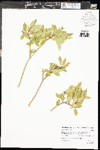 Salix boothii image