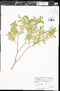 Salix lutea image