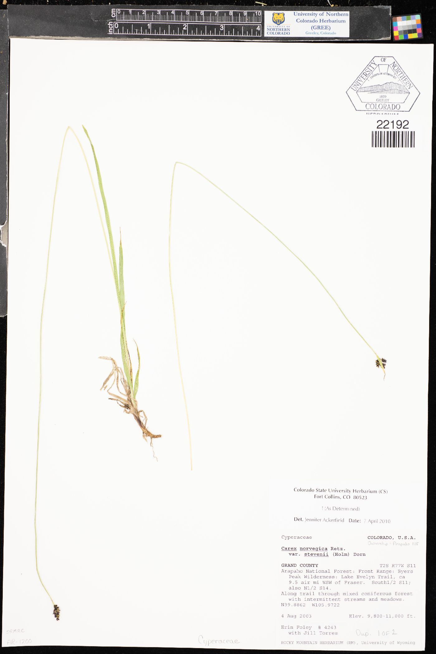 Carex norvegica subsp. stevenii image