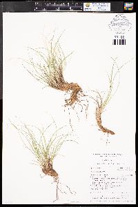 Carex rossii image