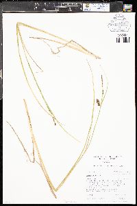 Carex saxatilis image