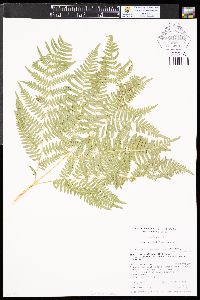 Pteridium aquilinum var. latiusculum image