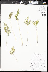 Cystopteris montana image