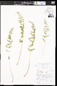 Woodsia scopulina image