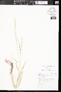 Elymus trachycaulus subsp. trachycaulus image