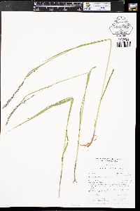Melica spectabilis image