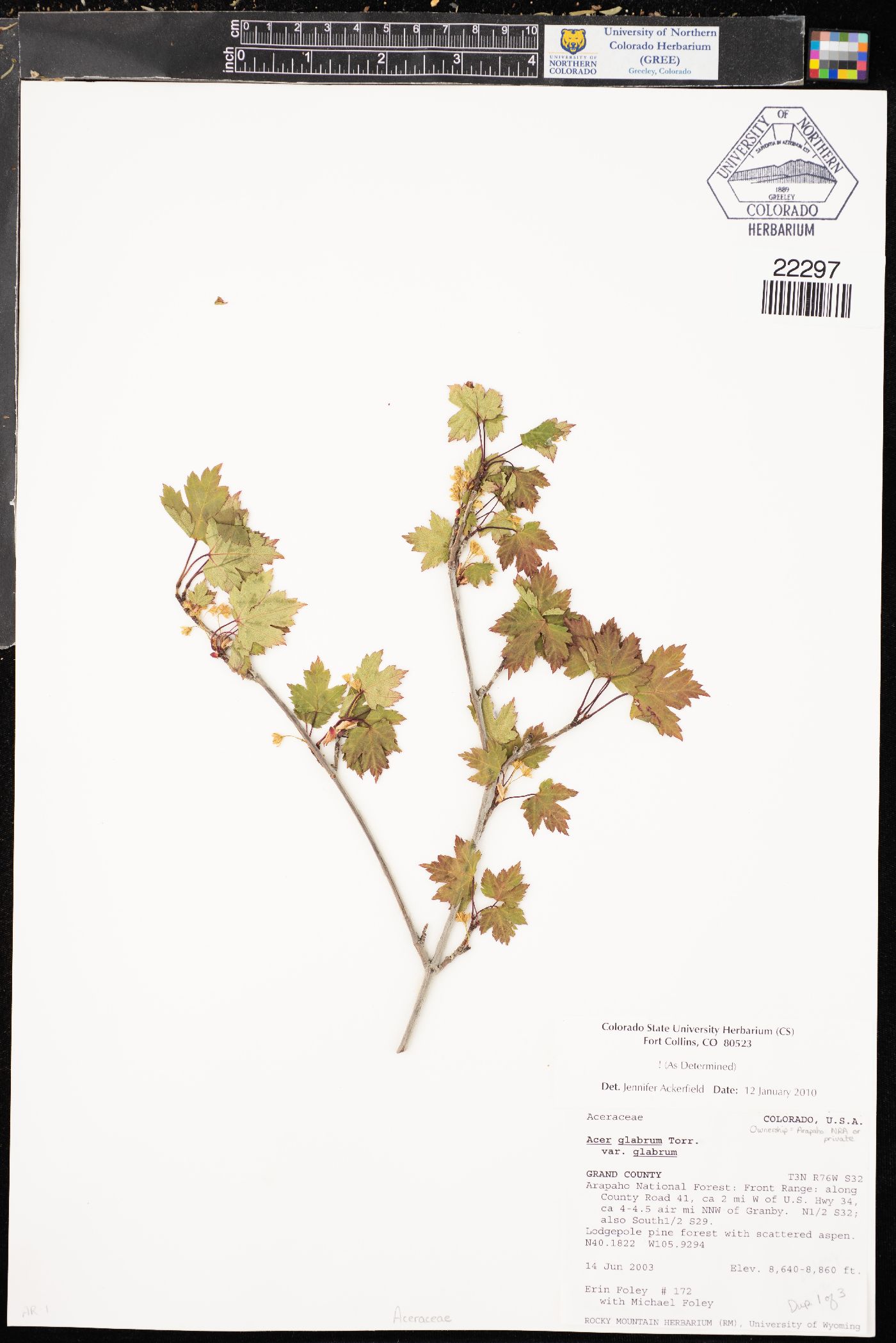 Acer glabrum var. glabrum image