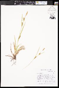 Carex crawei image