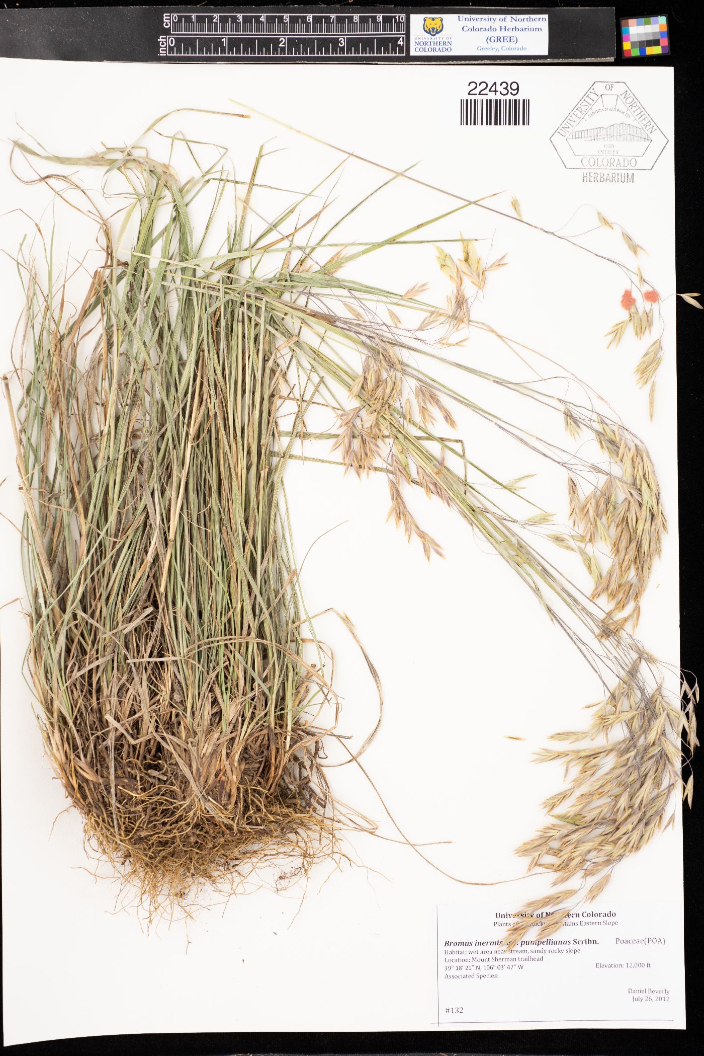 Bromus inermis subsp. pumpellianus image