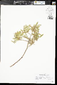 Salix lutea image