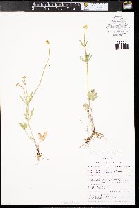 Ranunculus pedatifidus var. affinis image