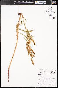 Rumex mexicanus image