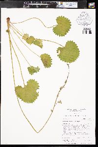 Micranthes odontoloma image