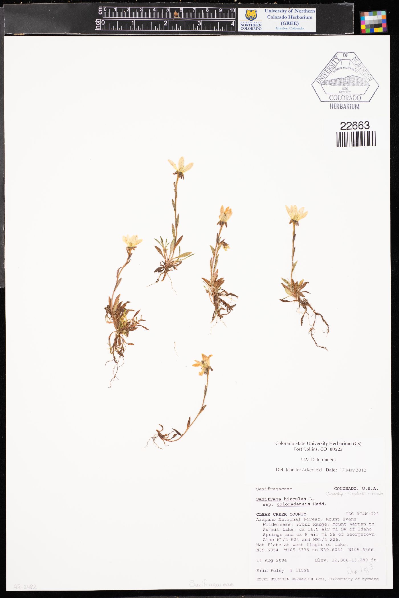 Saxifraga hirculus subsp. coloradensis image