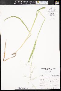 Torreyochloa pallida var. pauciflora image