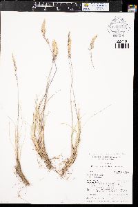 Poa cusickii subsp. cusickii image