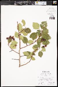 Crataegus chrysocarpa image