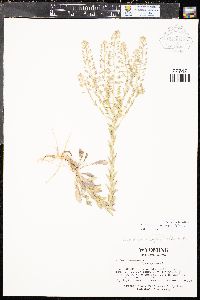 Lepidium campestre image