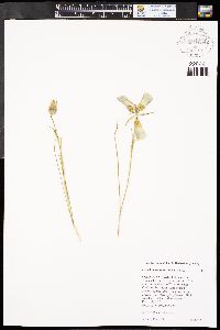 Calochortus gunnisonii image